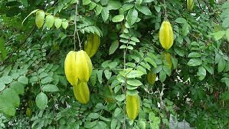 15 Đoạn văn tả cây khế lớp 3 (điểm cao)