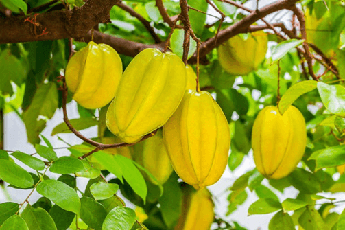 15+ Đoạn văn tả cây khế lớp 4 (điểm cao)