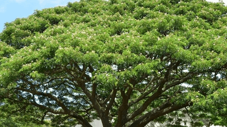 15+ Đoạn văn tả cây me tây lớp 4 (điểm cao)