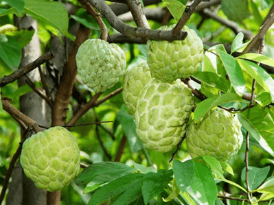 15+ Đoạn văn tả cây na trong vườn lớp 4 (điểm cao)
