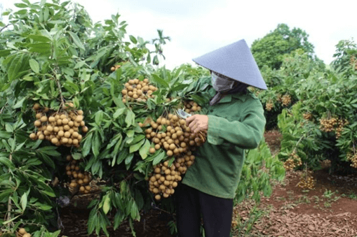 20+ Đoạn văn tả cây nhãn lớp 4 (điểm cao)