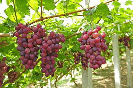 15+ Đoạn văn tả cây nho lớp 4 (điểm cao)