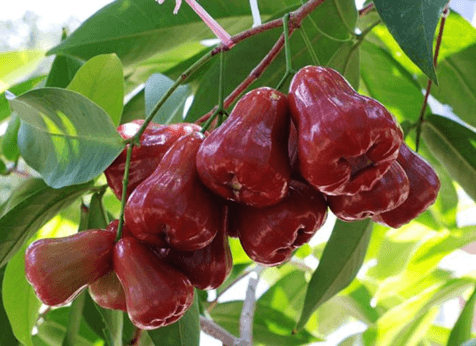 15+ Đoạn văn tả cây roi (cây mận) lớp 4 (điểm cao)