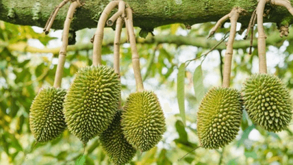 20+ Đoạn văn tả cây sầu riêng lớp 4 (điểm cao)