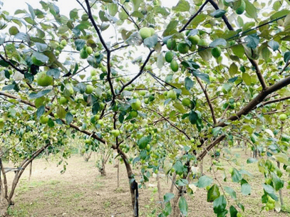 20+ Đoạn văn tả cây táo lớp 4 (điểm cao)