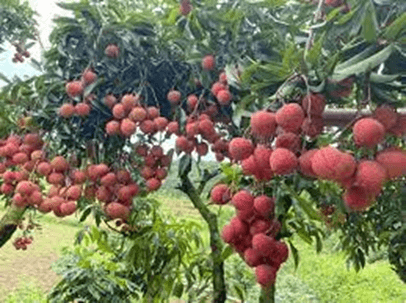 15 Đoạn văn tả cây vải lớp 3 (điểm cao)