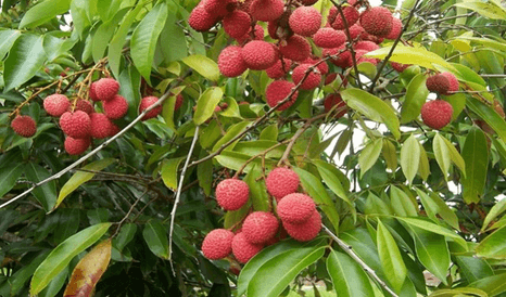 20+ Đoạn văn tả cây vải lớp 4 (điểm cao)