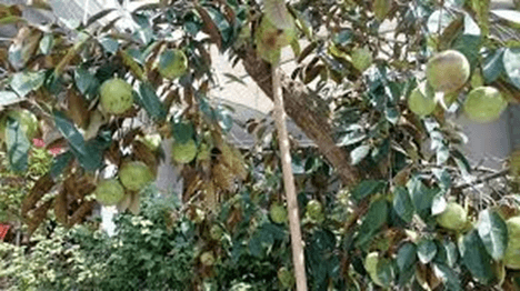 5 Đoạn văn tả cây vú sữa lớp 3 (điểm cao)