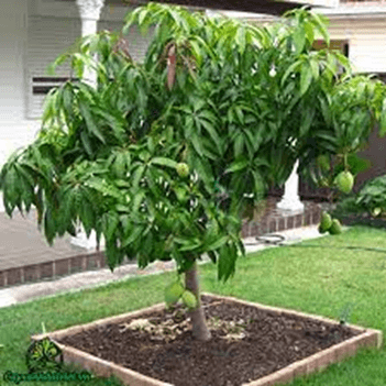 20 Đoạn văn tả cây xoài lớp 3 (điểm cao)