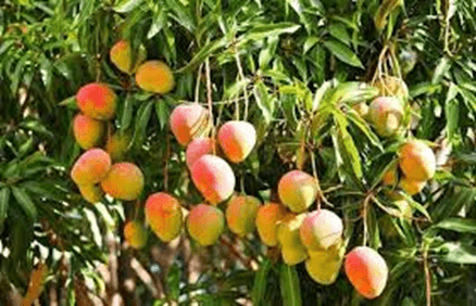 20+ Đoạn văn tả cây xoài lớp 4 (điểm cao)