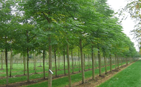 10+ Đoạn văn tả cây xoan lớp 4 (điểm cao)