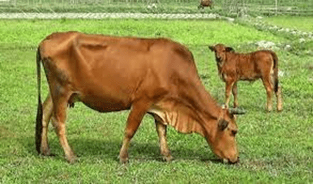 20+ Đoạn văn tả con bò lớp 4 (điểm cao)