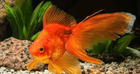 15+ Đoạn văn tả con cá vàng lớp 3 (điểm cao)