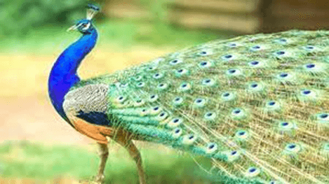 20+ Đoạn văn tả con công lớp 4 (điểm cao)