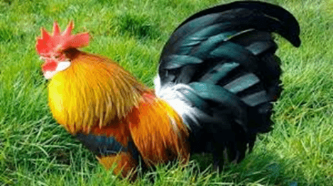 20+ Đoạn văn tả con gà lớp 4 (điểm cao)