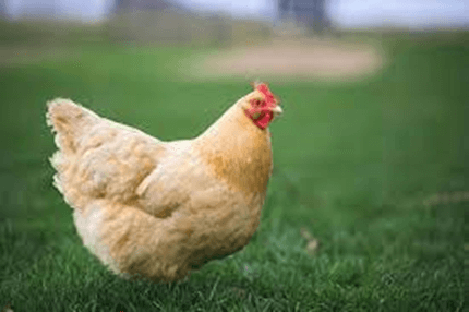 20+ Đoạn văn tả con gà mái lớp 4 (điểm cao)