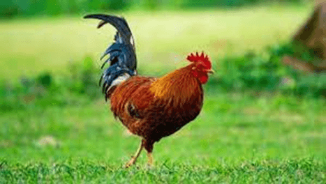 15+ Đoạn văn tả con gà trống lớp 3 (điểm cao)