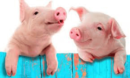 20+ Đoạn văn tả con lợn lớp 4 (điểm cao)
