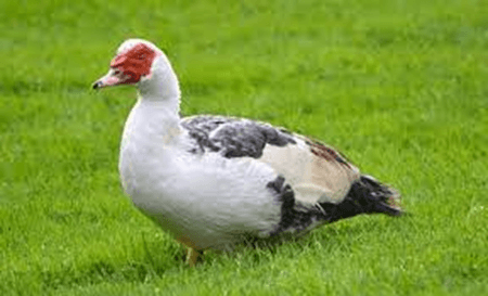 15+ Đoạn văn tả con ngan lớp 4 (điểm cao)