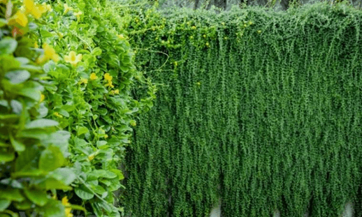 15+ Đoạn văn tả giàn cây leo lớp 4 (điểm cao)