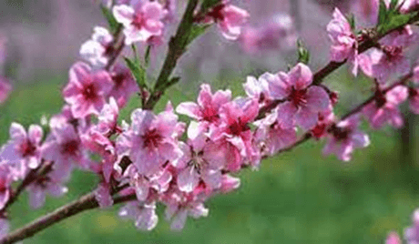 15+ Đoạn văn tả hoa đào lớp 3 (điểm cao)