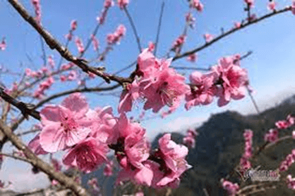 20+ Đoạn văn tả hoa đào lớp 4 (điểm cao)