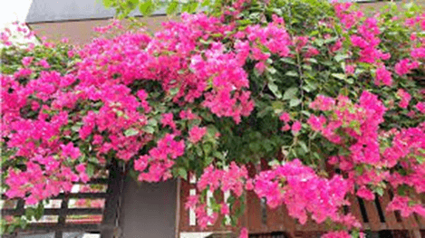 15+ Đoạn văn tả hoa giấy lớp 3 (điểm cao)