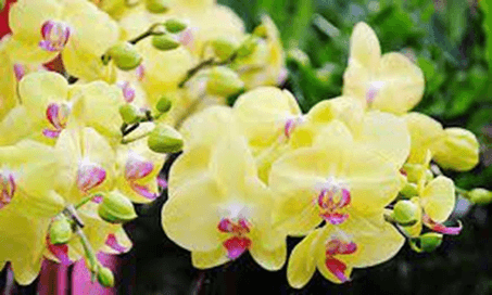 20+ Đoạn văn tả hoa lan lớp 4 (điểm cao)
