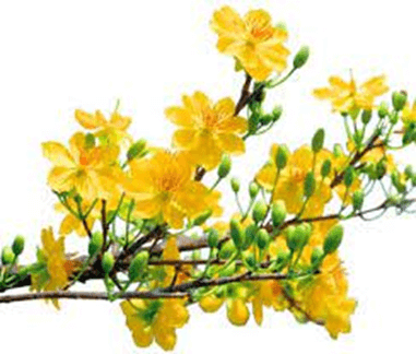 15+ Đoạn văn tả hoa mai lớp 3 (điểm cao)