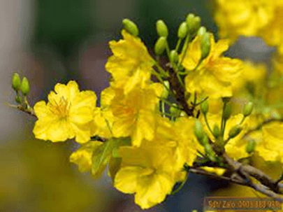 20+ Đoạn văn tả hoa mai lớp 4 (điểm cao)