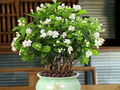 20+ Đoạn văn tả hoa nhài lớp 4 (điểm cao)