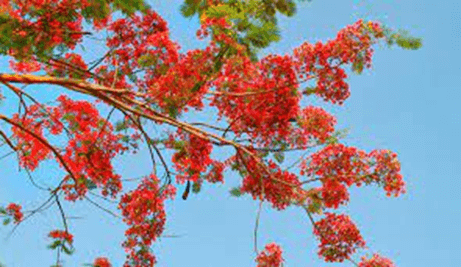20+ Đoạn văn tả hoa phượng lớp 4 (điểm cao)