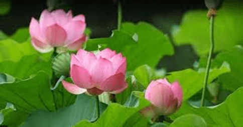15+ Đoạn văn tả Hoa sen lớp 3 (điểm cao)