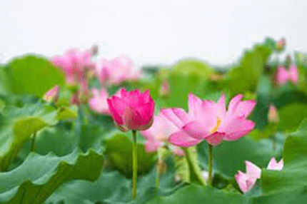 20+ Đoạn văn tả Hoa sen lớp 4 (điểm cao)