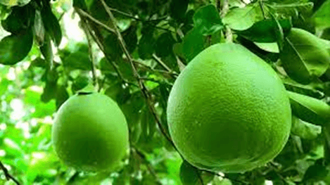 15+ Đoạn văn tả quả bưởi lớp 3 (điểm cao)