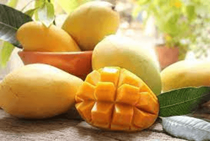 15+ Đoạn văn tả quả xoài chín lớp 4 (điểm cao)
