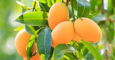 15+ Đoạn văn tả quả xoài lớp 3 (điểm cao)