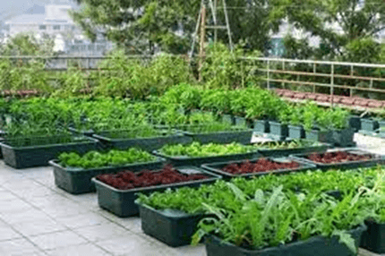 20+ Đoạn văn tả vườn rau nhà em lớp 4 (điểm cao)