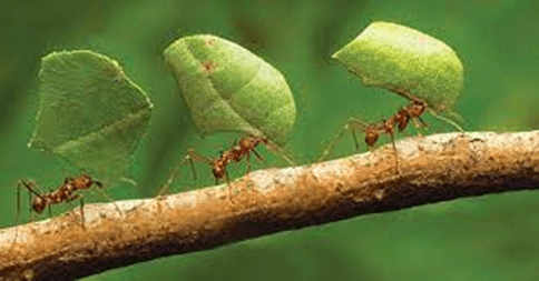 (11+ mẫu) Tả đàn kiến đang tha mồi về tổ lớp 4 (điểm cao)
