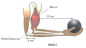 Hình 2 mô tả cấu trúc bên trong của một cánh tay người đang giữ một vật nặng