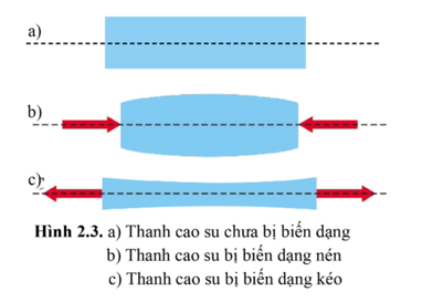 Thảo luận về kết quả (hình dạng, kích thước) của biến dạng kéo và biến dạng nén ở hình 2.3b và 2.3c