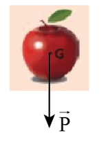 Biểu diễn trọng lực tác dụng lên quả táo (G là trọng tâm)