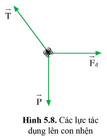 Hãy chứng tỏ rằng trong trường hợp con nhện ở trên, lực T cân bằng với hợp lực của hai lực P và Fđ