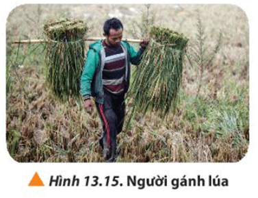 Một người đang gánh lúa như Hình 13.15. Hỏi vai người đặt ở vị trí nào trên đòn gánh