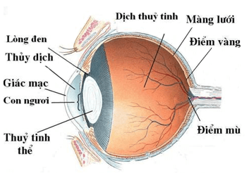 Các dạng bài tập về mắt và cách giải hay, chi tiết