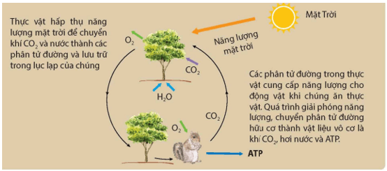 Năng lượng hoá thạch lớp 9 (cách giải + bài tập)