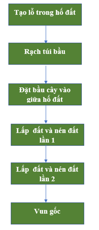 Vẽ sơ đồ thể hiện quy trình trong rừng bằng cây con có bầu, cây con rễ trần