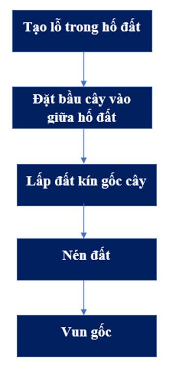 Vẽ sơ đồ thể hiện quy trình trong rừng bằng cây con có bầu, cây con rễ trần