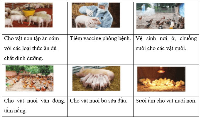 Hãy điền tên các công việc nuôi dưỡng và chăm sóc vật nuôi non vào chỗ trống của các hình dưới đây trang 53 VBT Công nghệ 7