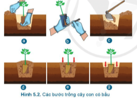 Một số loại cây rừng thường được trồng bằng cây con có bầu là